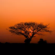 African Queen